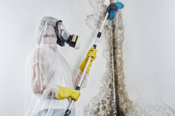 Best Attic Mold Removal  in Orchard Grass Hills, KY