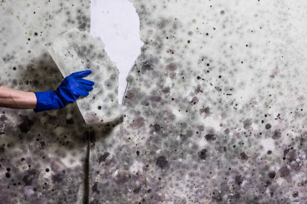 Professional Mold Removal in Orchard Grass Hills, KY